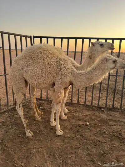 حيران قعدان 2