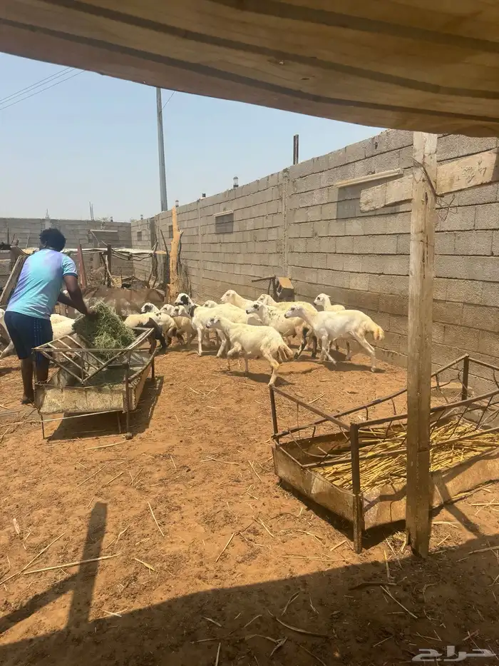 اضاحي للبيع 2