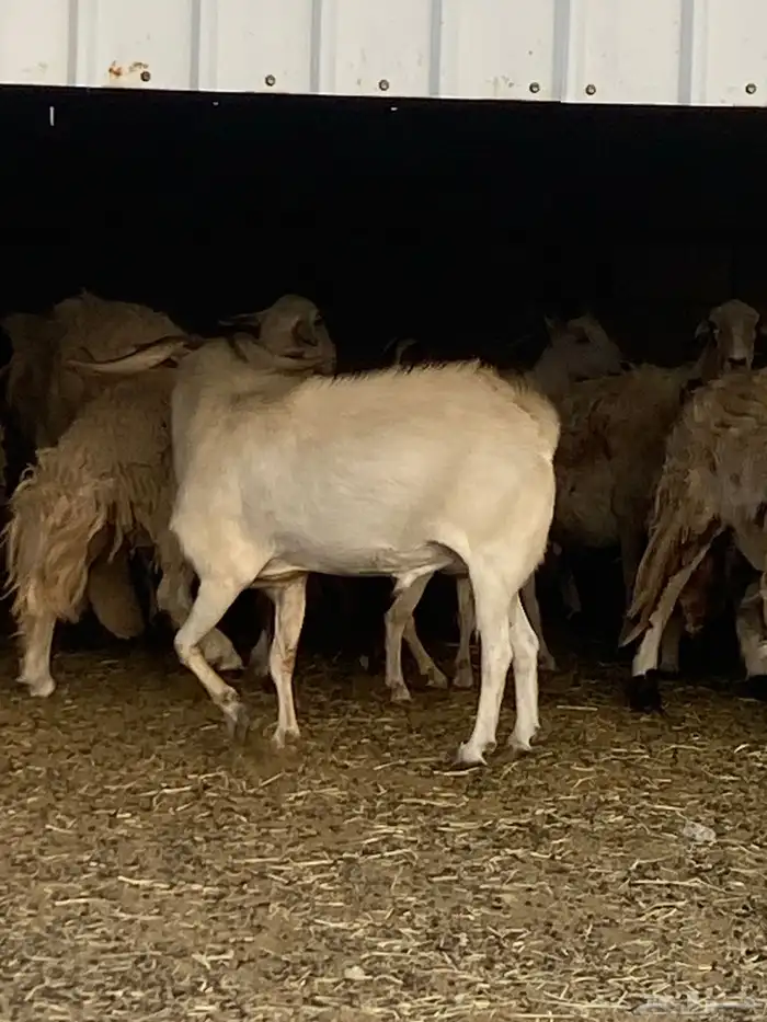 فحل بيشي حار سوم والله يباركلك 3