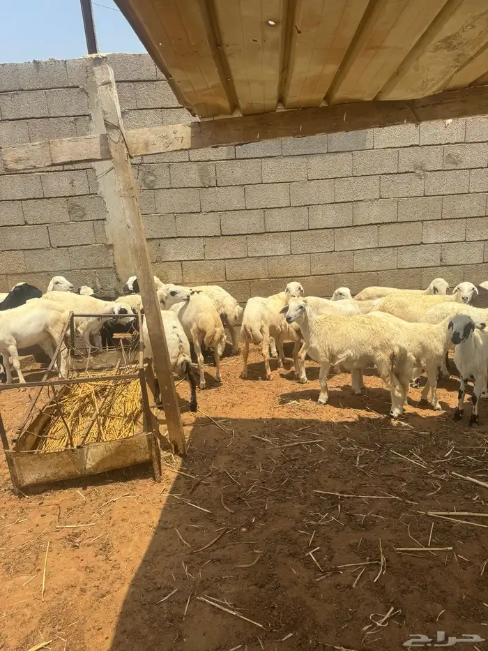 اضاحي للبيع 9