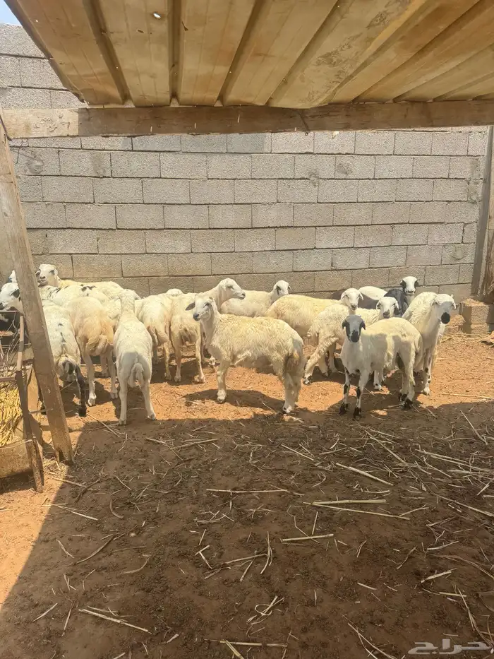 اضاحي للبيع 10