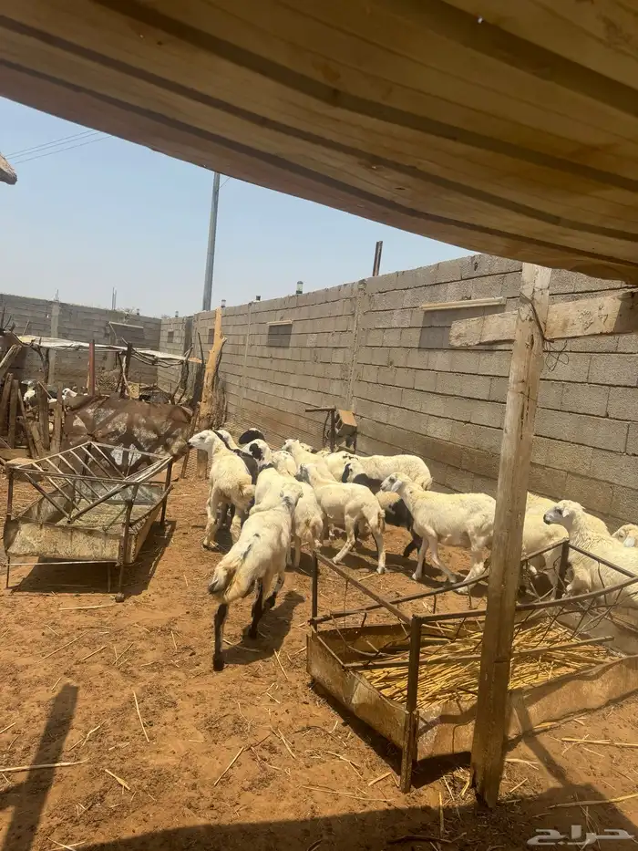 اضاحي للبيع 5