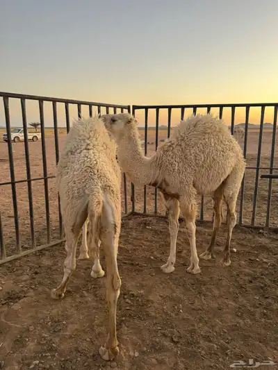 حيران قعدان 3