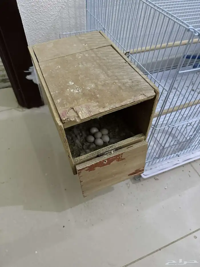 زوج روز منتج 1