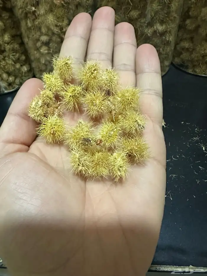 للبيع بذور ارطى 3