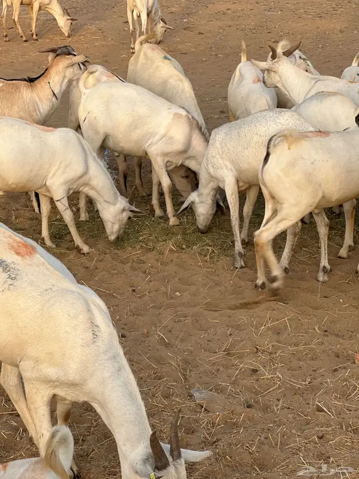 تيوس بربري مربى فل شحم 3