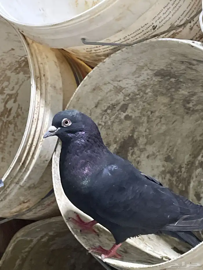 حمام تم البيع 19
