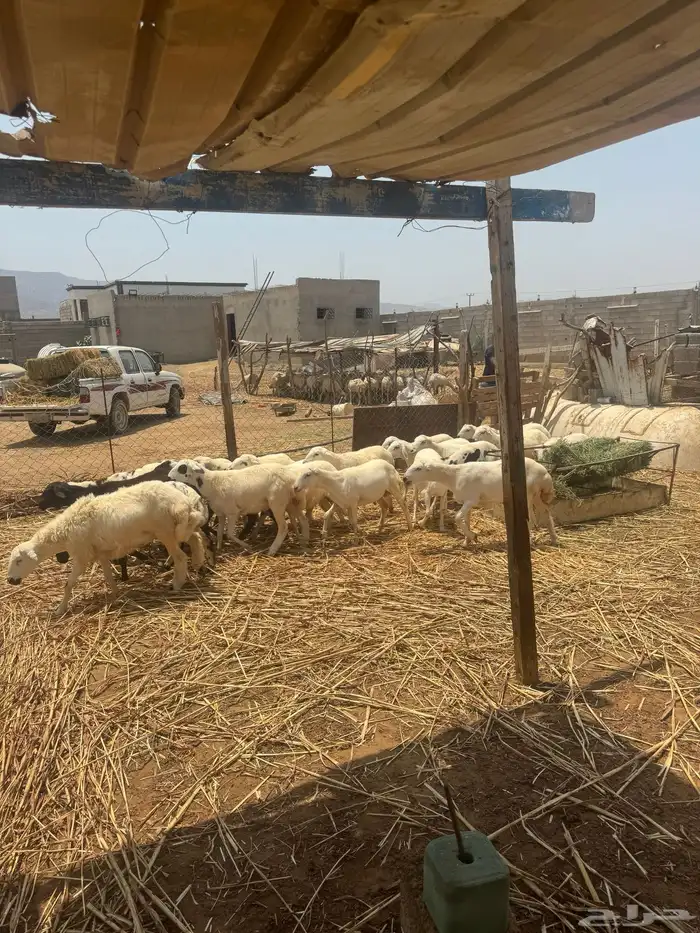 اضاحي للبيع 4