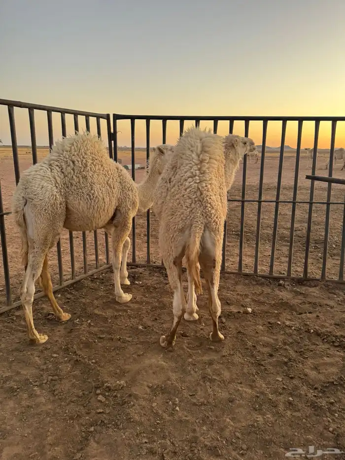 حيران قعدان 1
