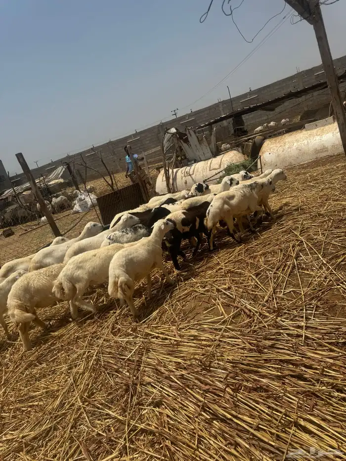 اضاحي للبيع 12