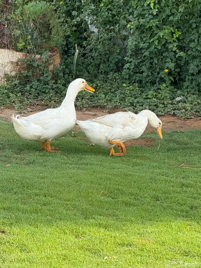 بط ابيض 1