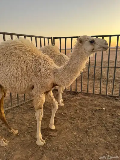 حيران قعدان 5