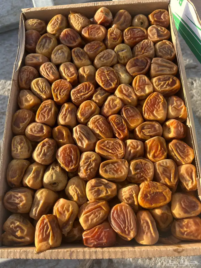تمر مفتل سكري ( تم البيع ) 0