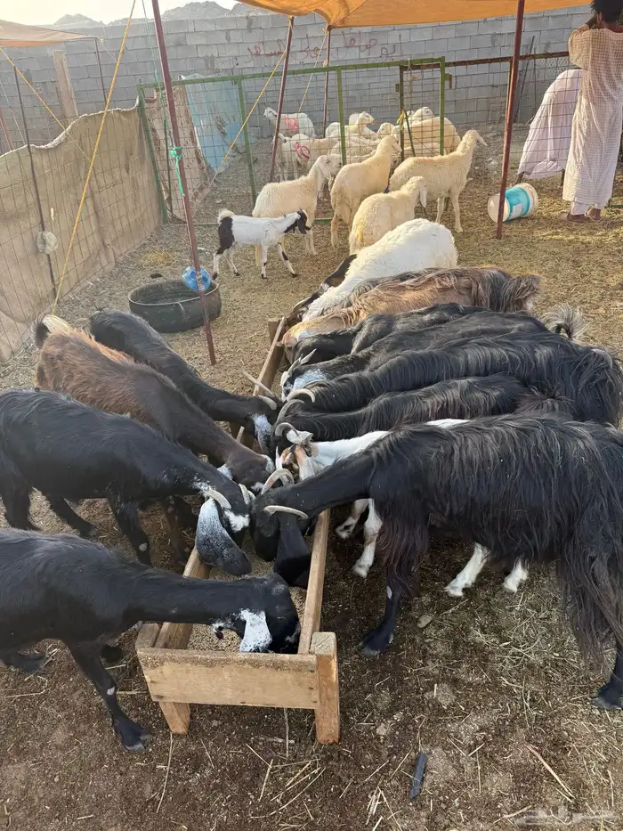 معزا عوارض على 530 (تم البيع ) 0