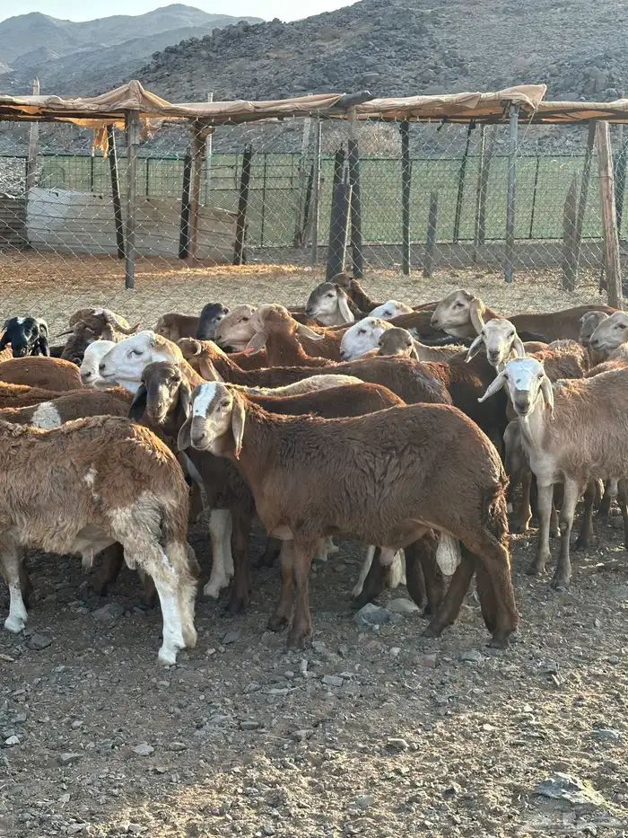 طليان سواكني ضحايا تربية 1