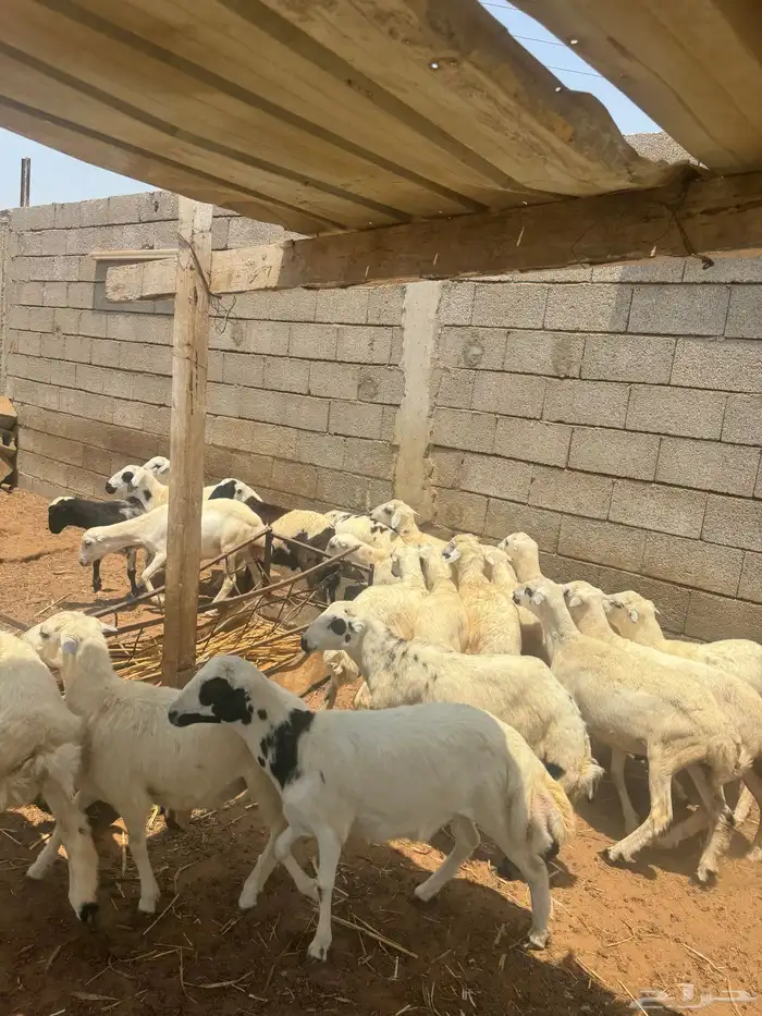 اضاحي للبيع 6