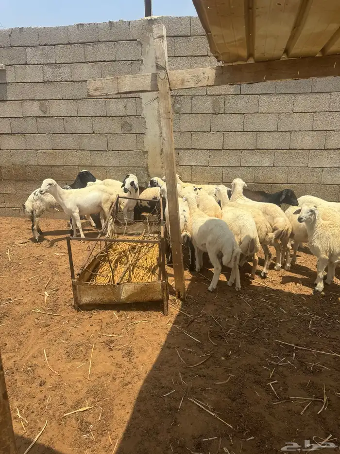 اضاحي للبيع 11