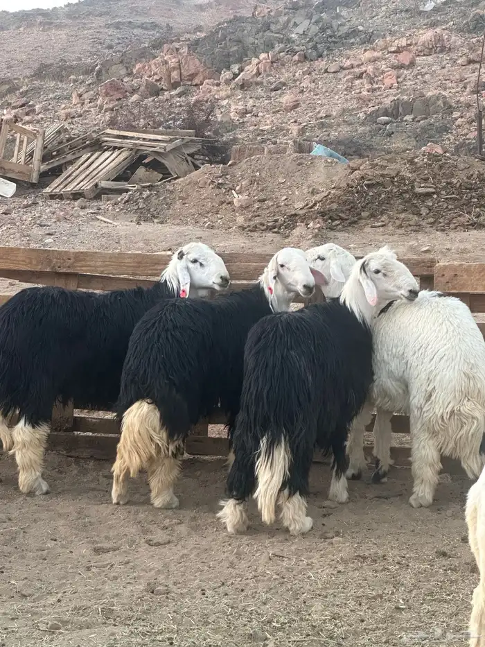 طليان جذعان نجاد 1