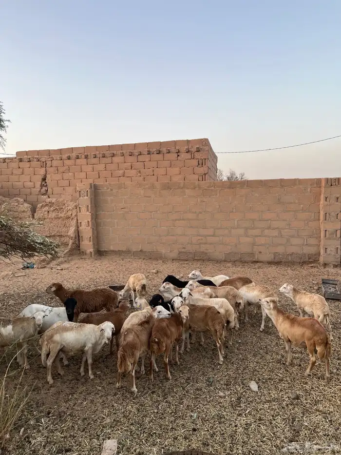 رفد طيبات مربيات 0