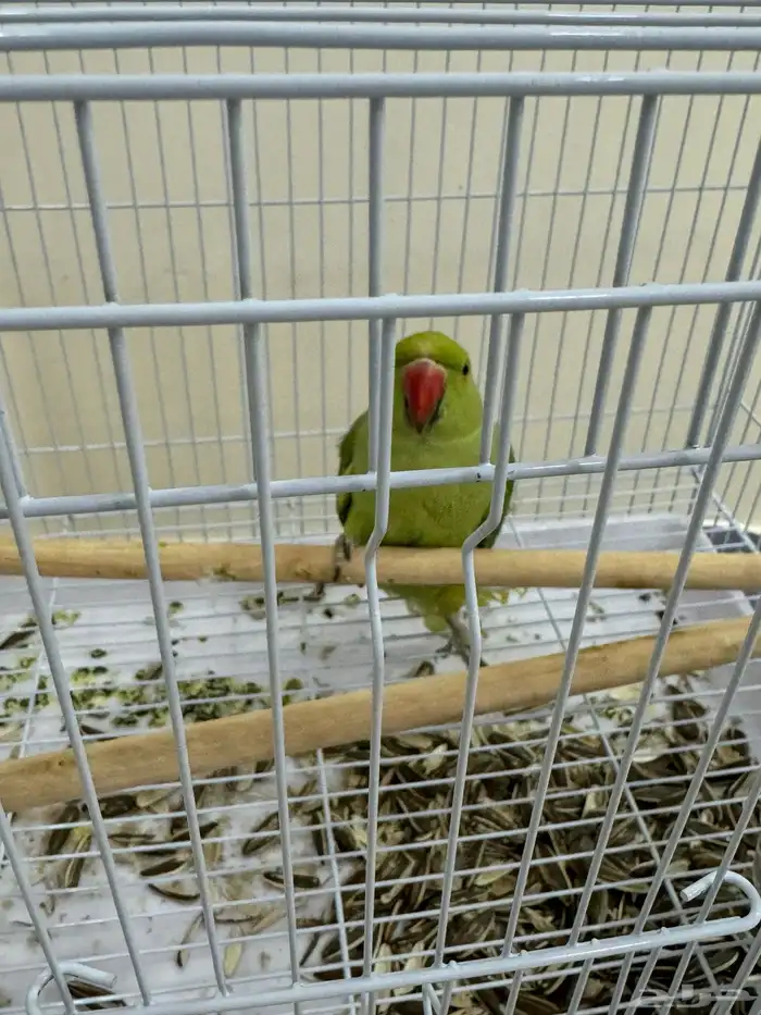 بغبغاء دره هندي 3