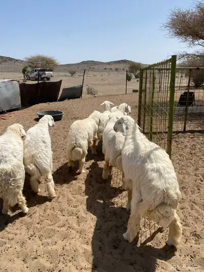 َخرفان ضحايا فاخره تم البيع 2