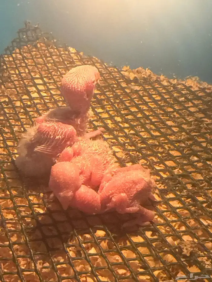 فروخ روز غار 0