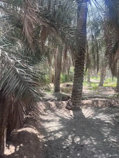 مزرعة للبيع -أرض زراعية موقع متميز- الاحساء- مزارع 24