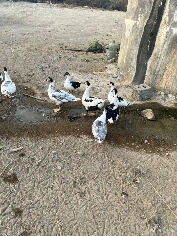 بط للبيع 0