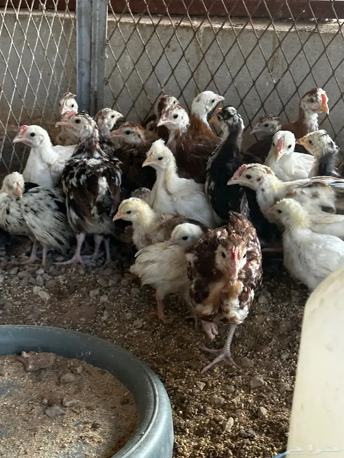 صوص عربي ماكنتوش و بوران 1