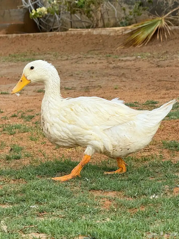 بط ابيض 3