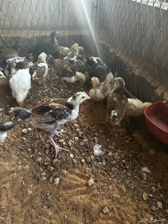 صوص عربي ماكنتوش و بوران 5