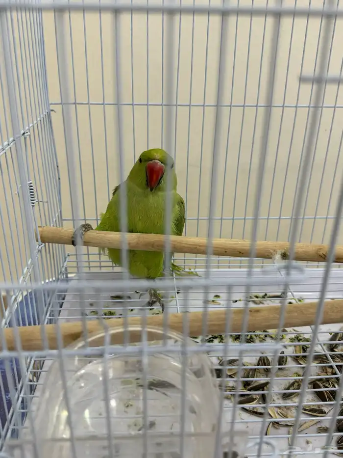 بغبغاء دره هندي 1