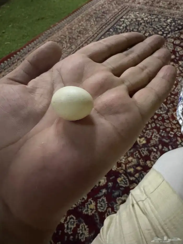بيضة ديك 0