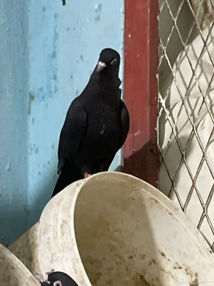 حمام تم البيع 14