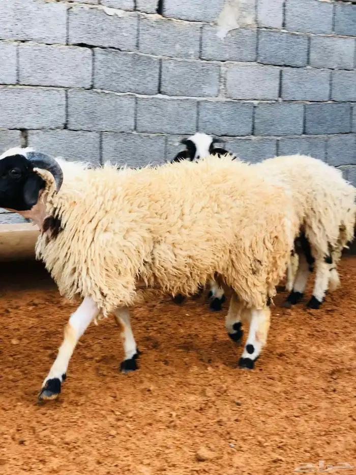 توصيل اضاحي الى جميع مناطق الرياض 0