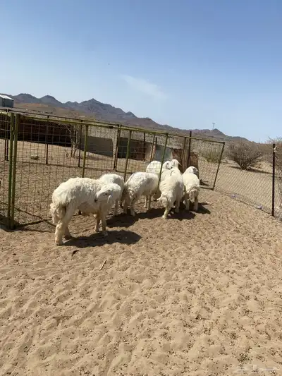 َخرفان ضحايا فاخره تم البيع 1