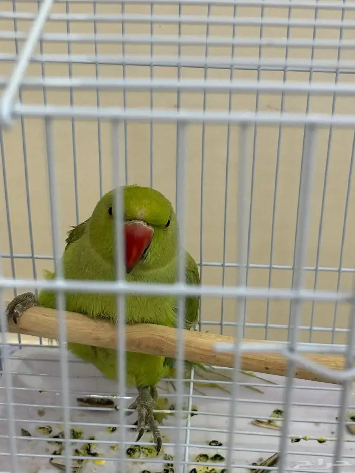 بغبغاء دره هندي 2