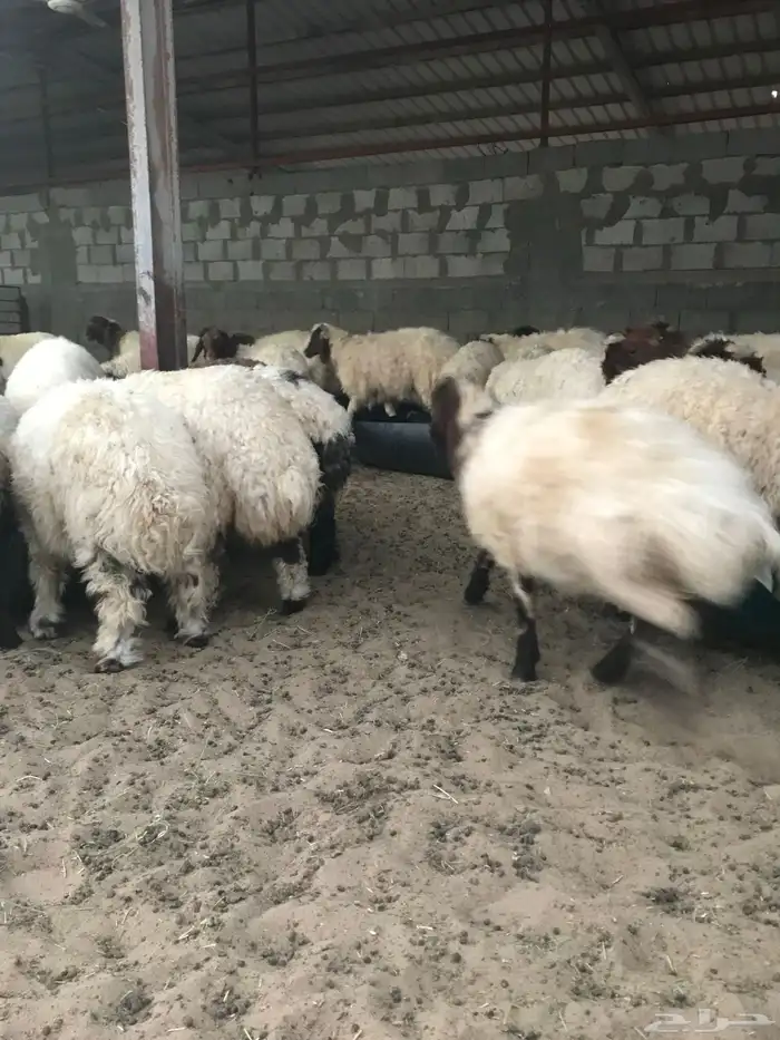 ذبايح الشرقيه 3