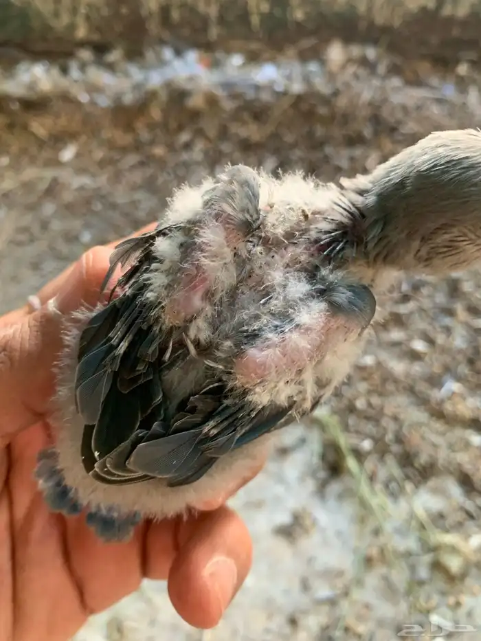 فرخ روز تم البيع 0