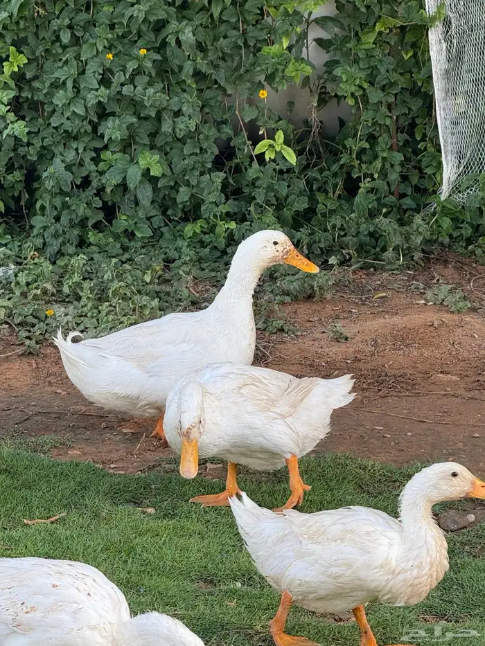 بط ابيض 2
