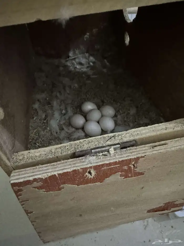 زوج روز منتج 0