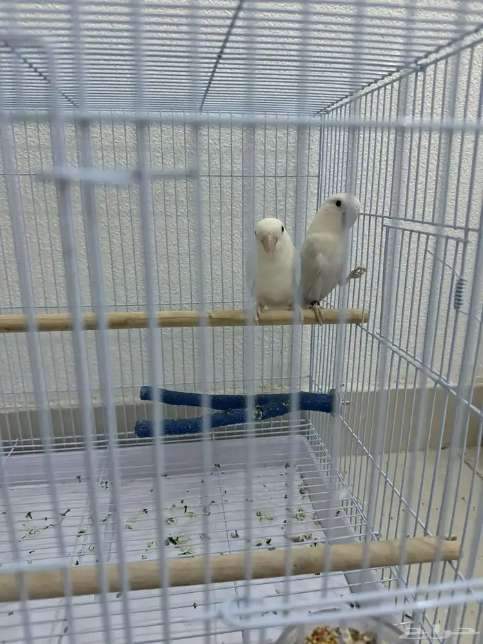 زوج روز منتج 2