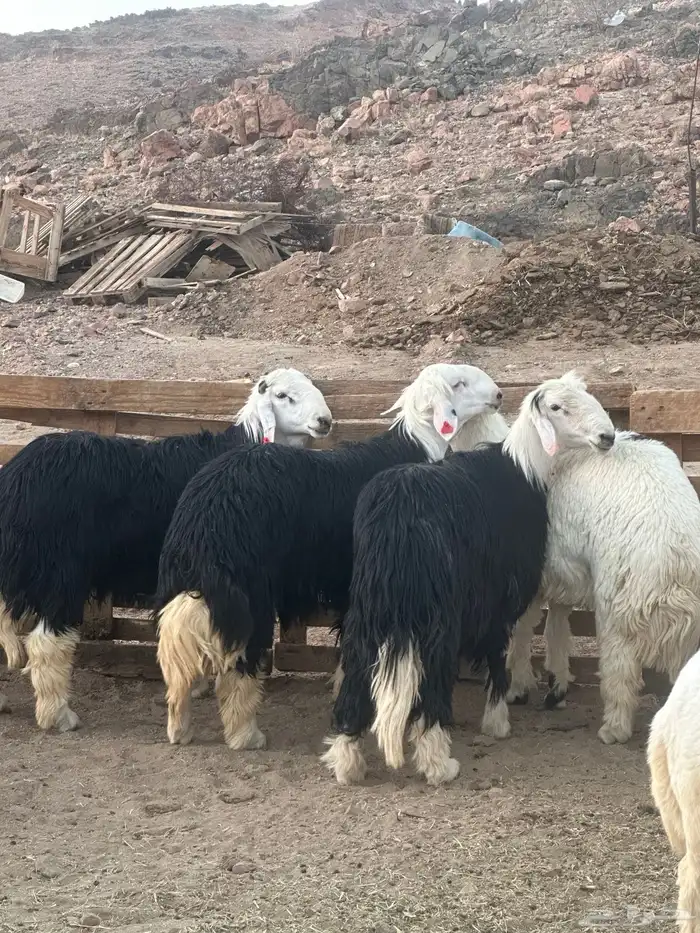 طليان جذعان نجاد 0