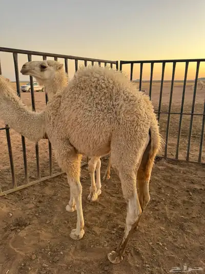 حيران قعدان 4