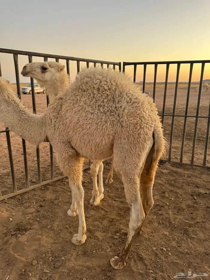 حيران قعدان 4