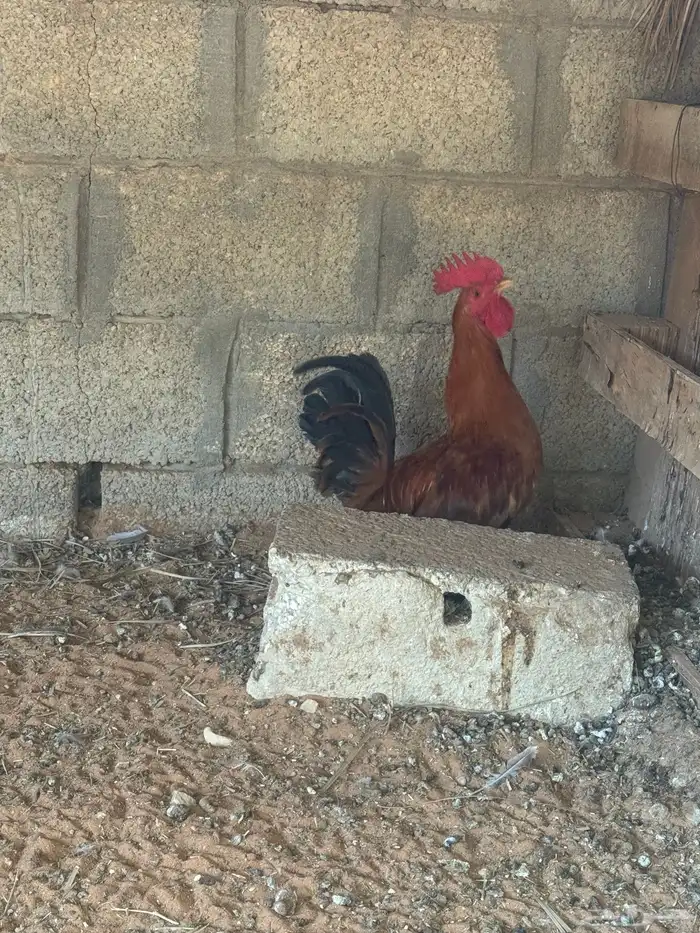 ثلاث ديكه عمر 6 شهور مع دجاج بياض 2