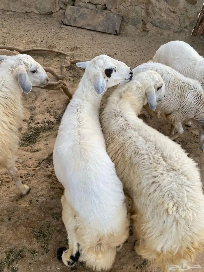 خرفان وتيوس 3