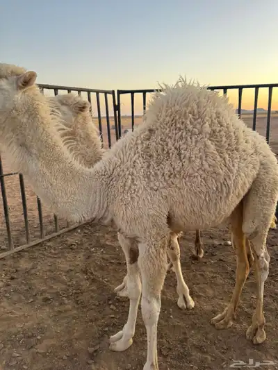 حيران قعدان 0