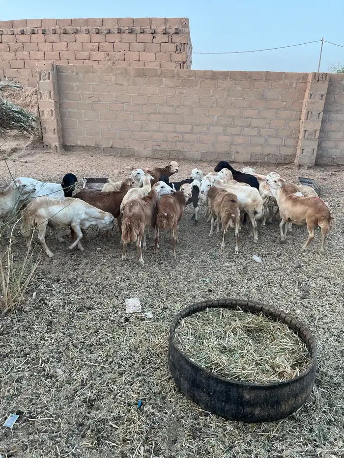 رفد طيبات مربيات 2