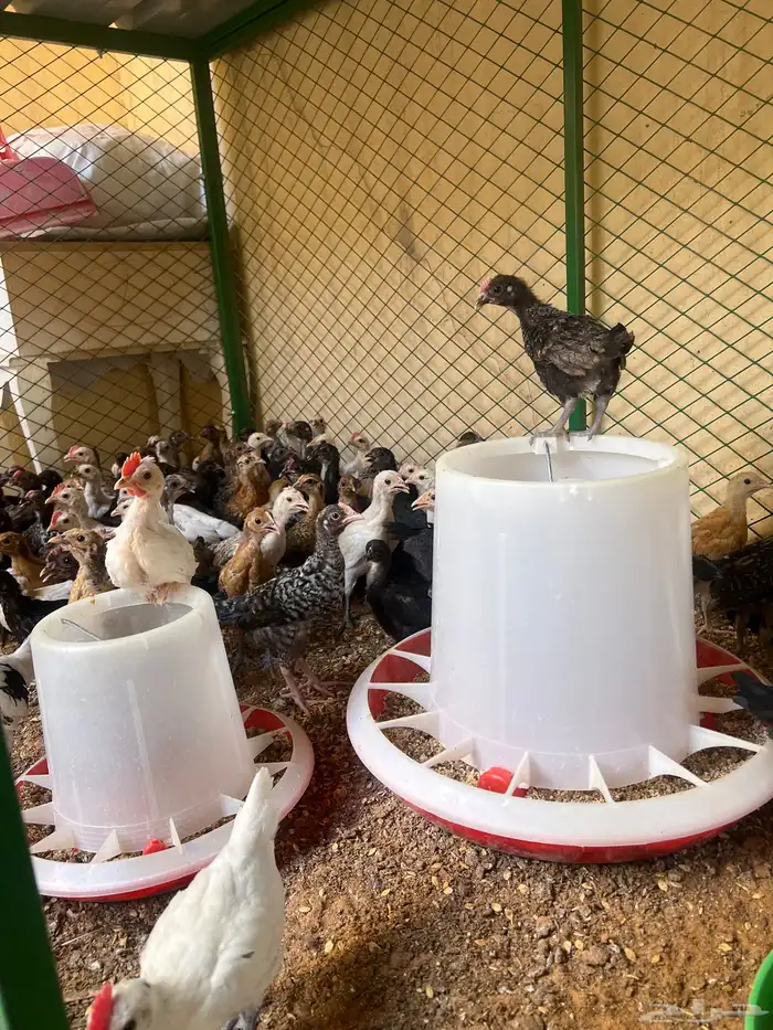 دجاج عمره شهرين 1